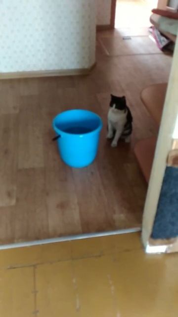 Кот Макс играет с водой - Cat Max Plays With Water