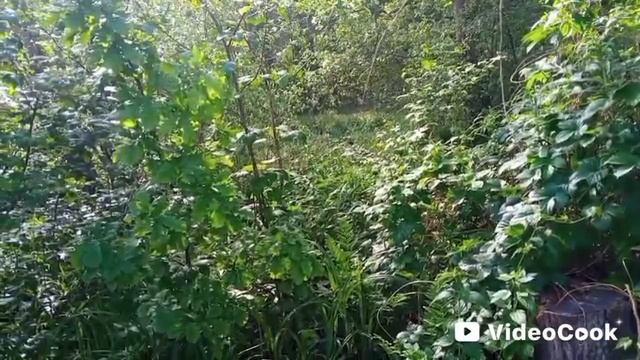 Ой, цветёт калина смотреть онлайн