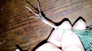 укоренить черенковать кедр результат эксперимент