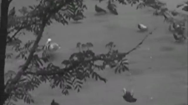 Sinyaya.Boroda - Mouse (Sиняя.Борода - Мышь) смотреть онлайн