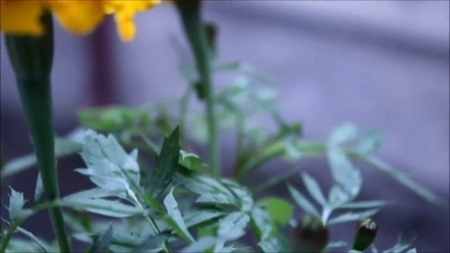 Сад под названием 