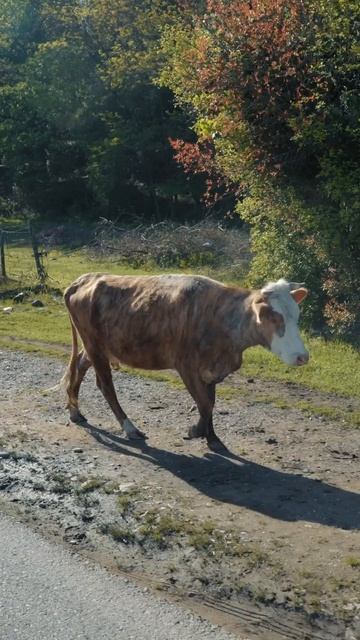 Кто уже выучил слова песни и готов подпевать нам на нашем концерте 5 июня?) смотреть онлайн