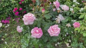 Роза Принцесса Монако (Princesse de Monaco)