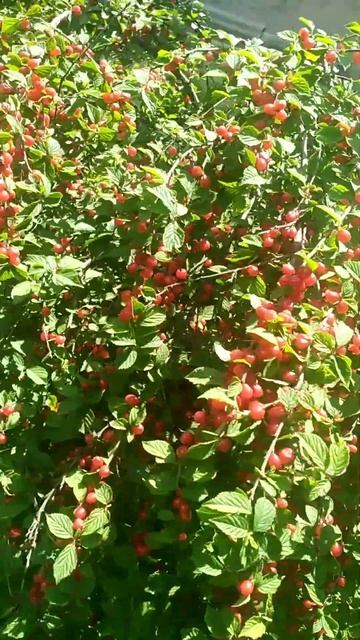 Мудрые слова: "Жизнь коротка и прекрасна. Любите, смей смотреть онлайн