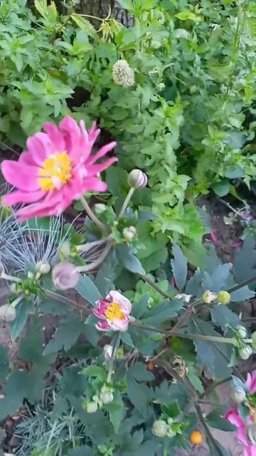 #анемона гибридная / цветёт со второй половины августа смотреть онлайн