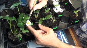 Как опылить клубнику на подоконнике