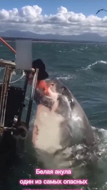 Белая акула. Один из самых опасных хищников на планете