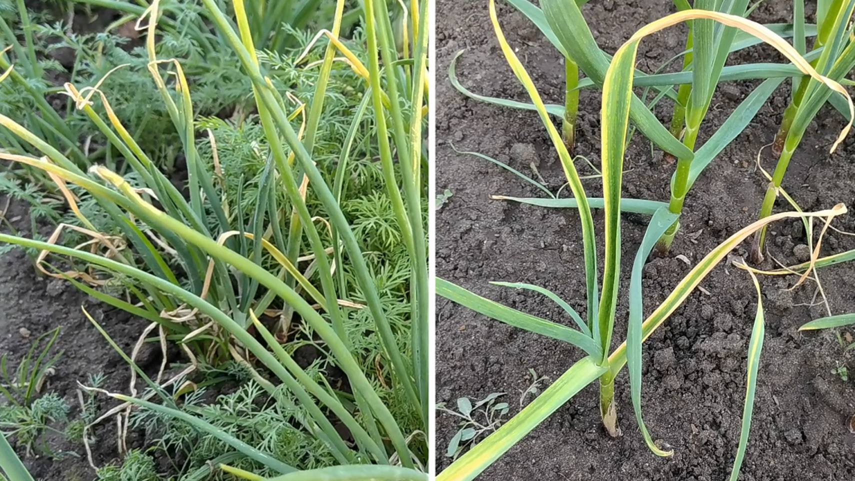 Листья на чесноке и луке быстро станут зелеными. Применяю два простых способа! смотреть онлайн