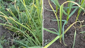 Листья на чесноке и луке быстро станут зелеными. Применяю два простых способа!