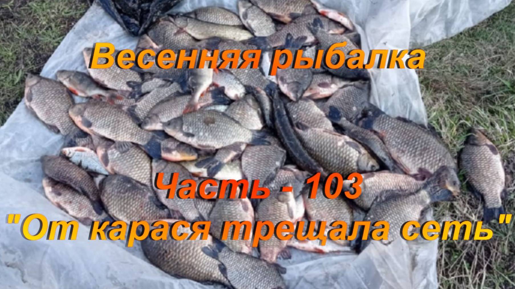 Весенняя рыбалка. Часть - 103. "От карася трещала сеть". смотреть онлайн