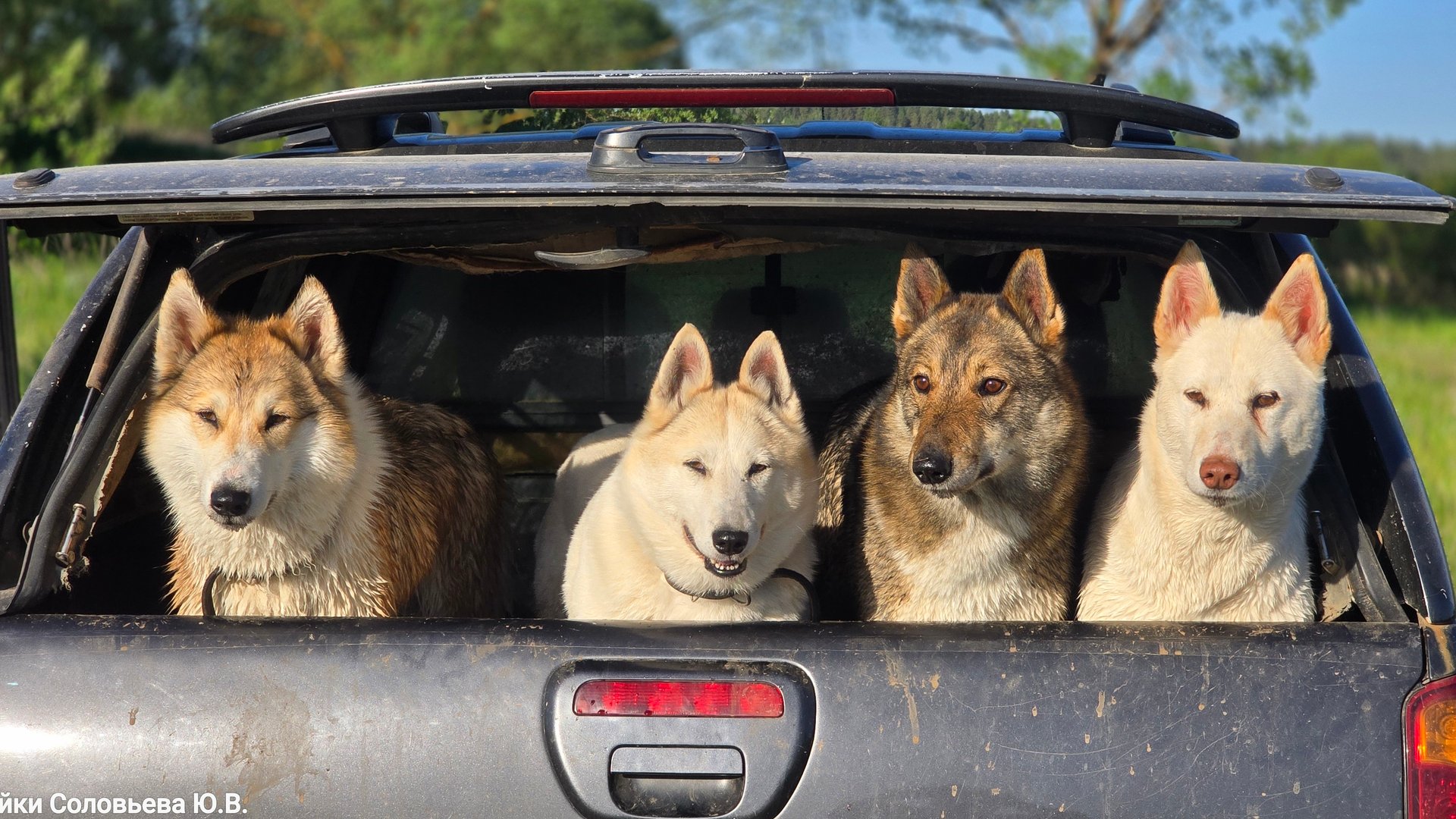 В жару с лайками