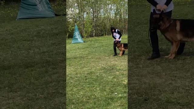 5 Отл. Invictus Maneo ALTAY +++ №11. КЧК САНКТ-ПЕТЕРБУРГ 17 мая`25 Г.Гринько Моно немецких овчарок