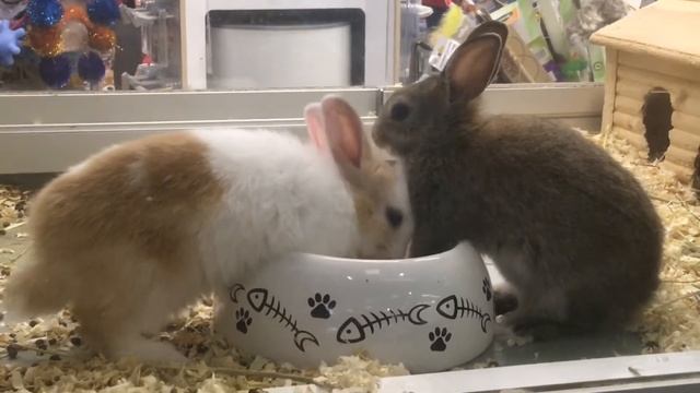 🥕663🥕Братцы кролики 🐇 🐇 Обед на двоих 🐰🥕🐰 смотреть онлайн