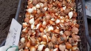 9.11.24 Размножение тюльпанов 🌷 после выгонки. Посадка в