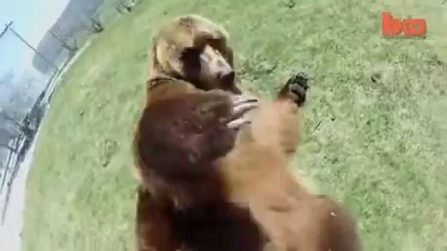 Как приручить медведя смотреть онлайн