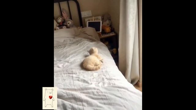 Котики! Самые смешные и милые 44 видео! смотреть онлайн