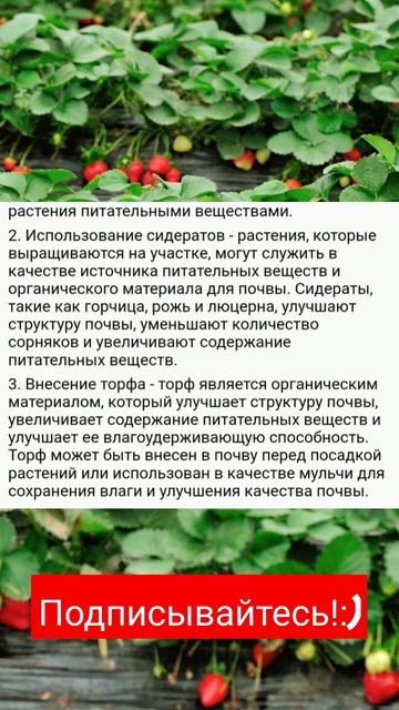 Чем удобрить клубнику после сбора урожая, чтоб после с смотреть онлайн