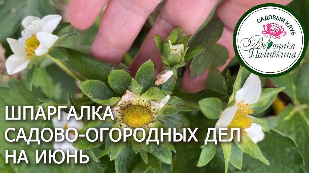 САДОВО-ОГОРОДНЫЕ ДЕЛА В ИЮНЕ смотреть онлайн