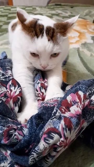 Раз, два, три, четыре!😜😛🤪#кот #кошки #cat #шортс смотреть онлайн
