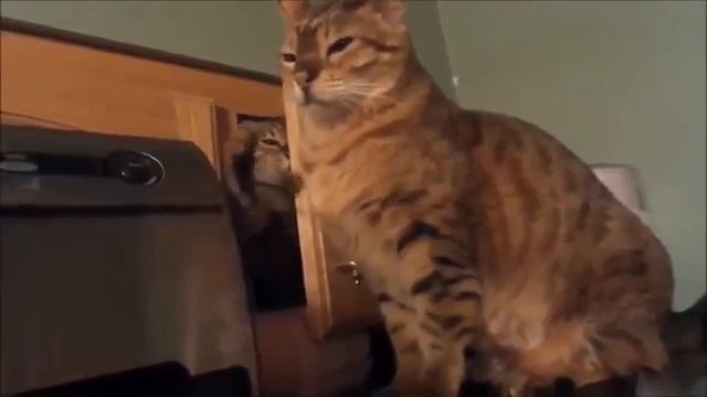 Кот ниндзя! Срочно  смотреть всем!