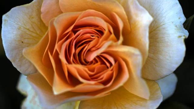 Слушать новую русскую песню и видео онлайн смотреть онлайн