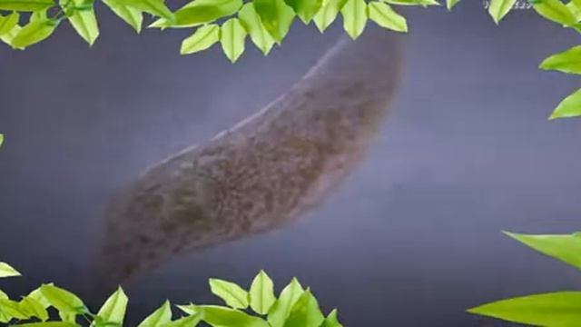 Живое / Life ( Фильм 2017 )