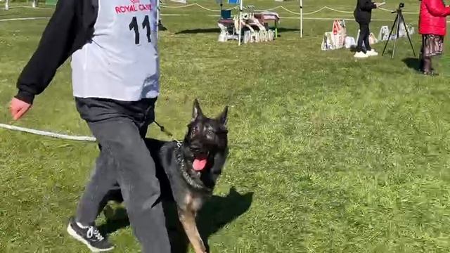 РАБОЧИЙ КОБЕЛИ / КЧК САНКТ-ПЕТЕРБУРГ 17 мая`25 Г.Гринько Моно немецких овчарок