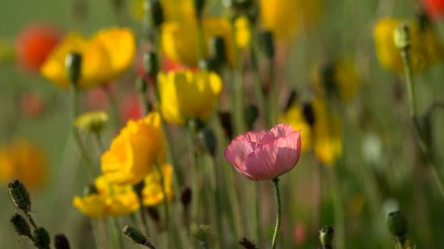 ==ради любви я всё смогу== смотреть онлайн