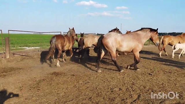 ЛОШАДИ🐎 ЖЕРЕБЕЦ ЛОКОН СОВЕТСКИЙ ТЯЖЕЛОВОЗ💥СУПЕР!🐴 смотреть онлайн