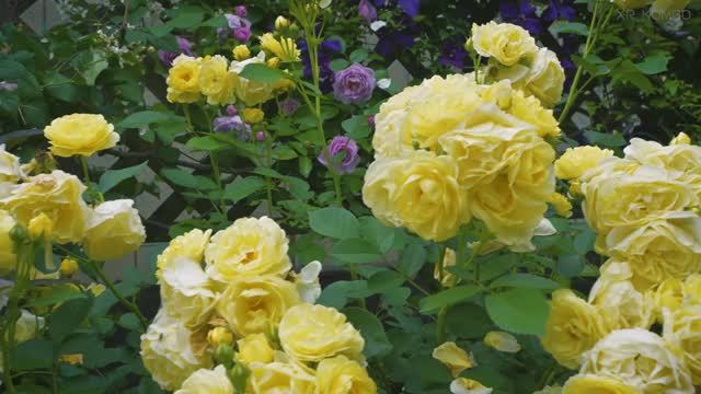 САДЫ ЯПОНИИ ЧАСТНАЯ РЕЗИДЕНЦИЯ Fukaya Open Garden / Ikezawas Garden смотреть онлайн