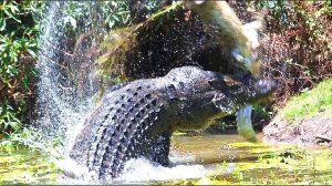 КРОКОДИЛ ГУСТАВ - монстр, который съел более 300 человек!