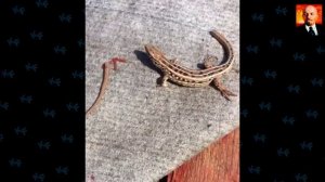 Морской огурец - пылесос подводного мира. Странное морское существо.