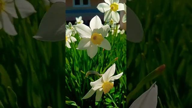 Цветы весны