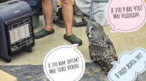 Сова неясыть Кофи в шоке - пихнули в коробку, потом в гараж, мебель без спроса переставили! Ужасно!