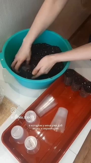 Пикировка в стаканчики...#рассада #пикировка #огородны? смотреть онлайн