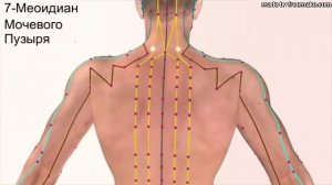 ▼ 12 парных Меридианов Человека