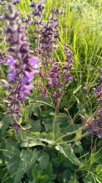 Прощай, май! Здравствуй, лето!🌷🌸💐 смотреть онлайн