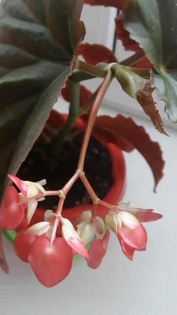 Бегония цветёт! 😊 смотреть онлайн