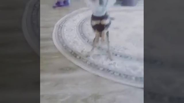 Пёсик после снятия гипса начинает хотеть на лапках смотреть онлайн