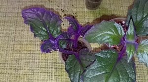 Гинура. Быстрорастущее и неприхотливое комнатное растение. Укоренение без проблем. Эксперимент.