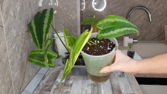 /Пересадка комнатных растений/Преображение папоротни