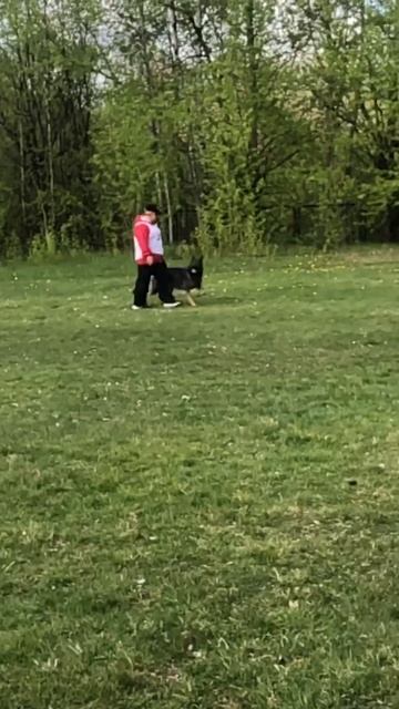 GITTA v. Alaska - №27. КЧК САНКТ-ПЕТЕРБУРГ 17 мая`25 Г.Гринько Моно нем.овч.