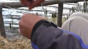 Рыбалка. Сигнализатор поклевки ,крупные караси на снасть - макушатник. My fishing