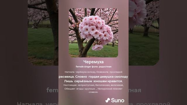 Черемуха 4 Стихи Галины Бабенко