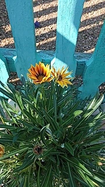 Сибирь. Газания не собирается сдаваться! Цветёт и цвет смотреть онлайн