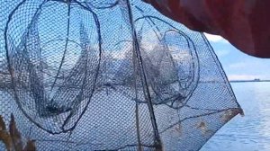 Ловля раков на раколовки . Тестируем раколовки и нажив