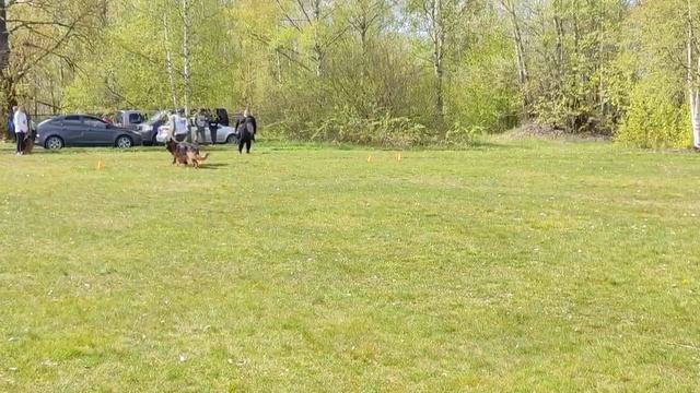 2 Оч/хор Ирендорф УГО +0+ №41. КЧК САНКТ-ПЕТЕРБУРГ 17 мая`25 Г.Гринько Моно нем.овч.