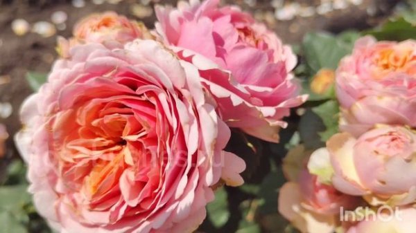 Quincy Jones. Квинси Джонс. Чайно-гибридные (Florists Rose, Hybrid Теа) rosebushes.ru