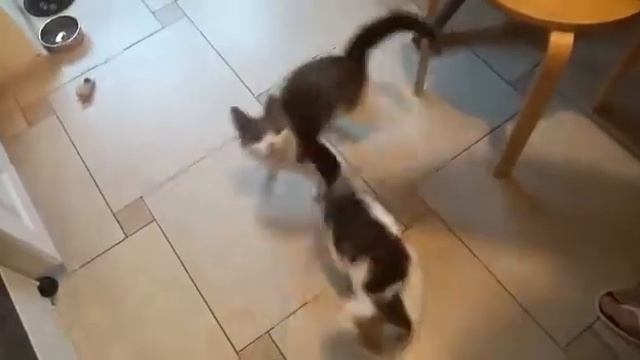 16.02.2020 и 22.02.2020 - Кошки Оса и Златка уехали домой! (видео из дома) смотреть онлайн