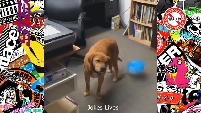 Подборка приколов Август 2016 Смешное Видео Jokes Lives приколы смотреть онлайн